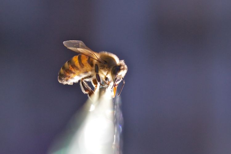Cité de l'abeille (La) accepte la monnaie locale Cité de l'abeille (La) accepte la monnaie locale